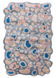 Designer tapijt 270x180cm - Designerteppich