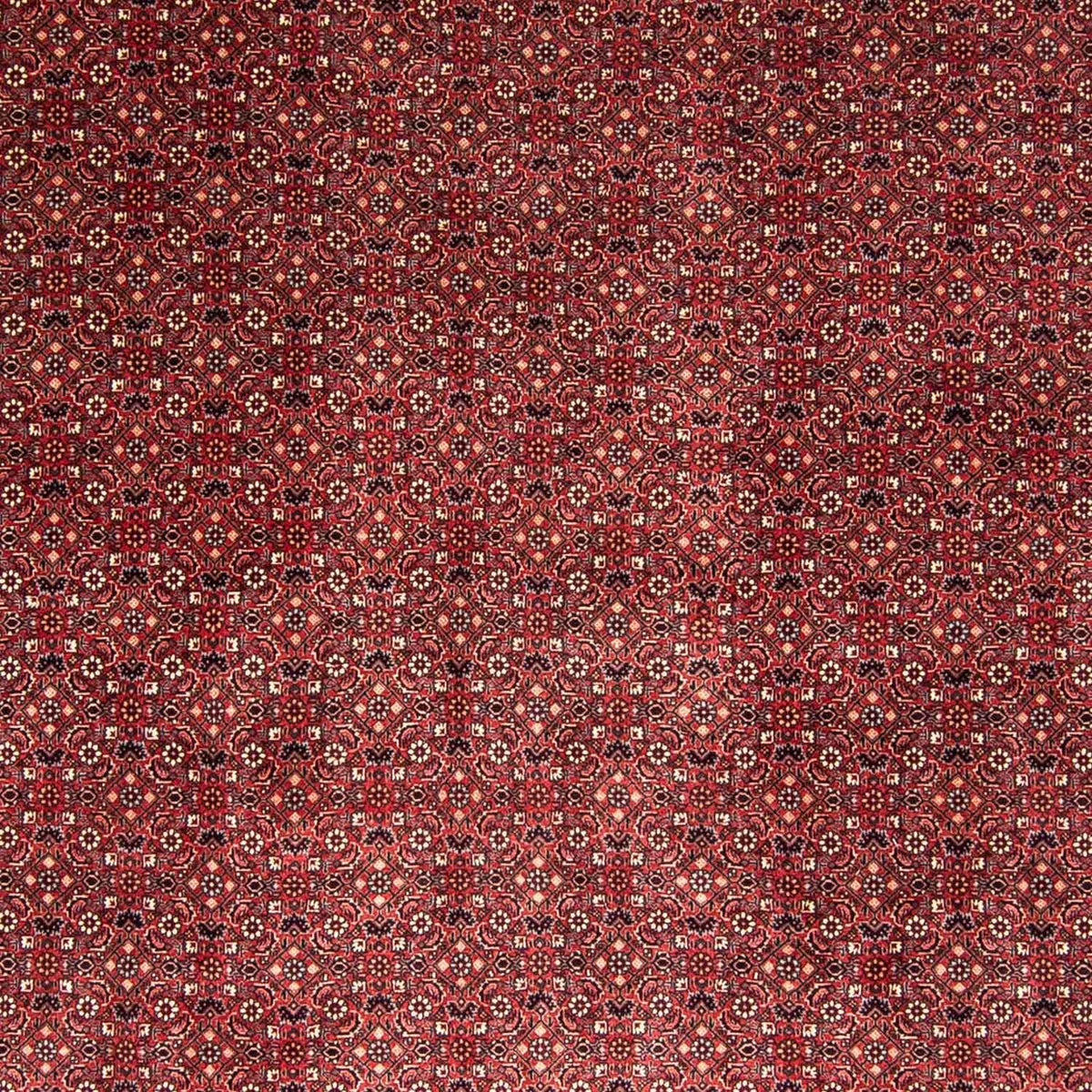 Perzisch tapijt - Bijar - 338 x 258 cm - rood