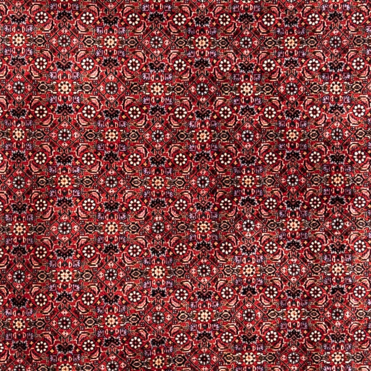 Perzisch tapijt - Bijar - Koninklijk - 338 x 250 cm - rood